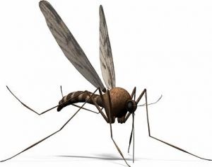 Ultrasonic Devices Against Mosquitoes